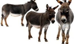 毛驴配马视频播放,一场别开生面的跨界视频盛宴